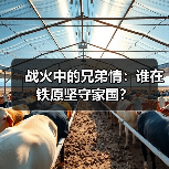李想李默尹李晓：铁原战场上的热血情谊如何铸就铁长城？-启芯新知日报