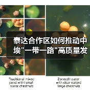 泰达合作区如何推动中埃