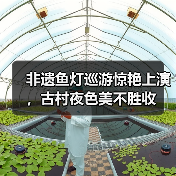 非遗鱼灯巡游惊艳上演，古村夜色美不胜收（图2）