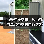 山野红绿交响：映山红与翠绿茶垄的自然之趣