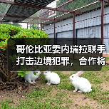 哥伦比亚委内瑞拉联手打击边境犯罪，合作将带来哪些影响？（图2）