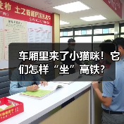 车厢里来了小猫咪！它们怎样“坐”高铁？