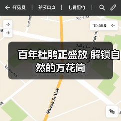 百年杜鹃正盛放 解锁自然的万花筒