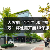 大熊猫“平平”和“福双”将赴美开启10年旅居生活（图4）