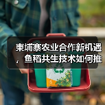 柬埔寨农业合作新机遇,鱼稻共生技术如何推动产业革新?(图3) 柬埔寨农业合作新机遇,鱼稻共生技术如何推动产业革新?(图3)