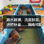 排水排涝、洗苗扶苗、追肥补苗……湖南祁阳以“迅”应“汛”合力保春耕（图2）